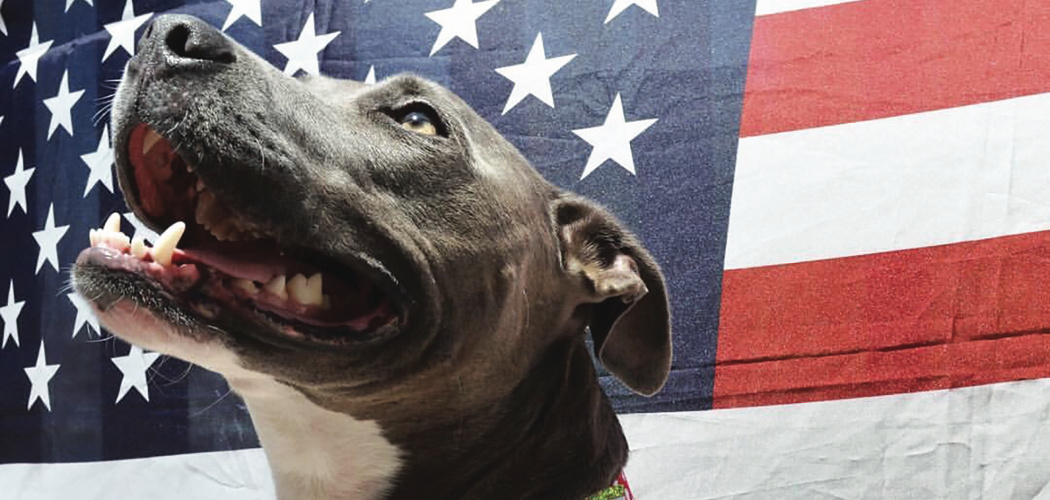 4th of July Safety for Pets