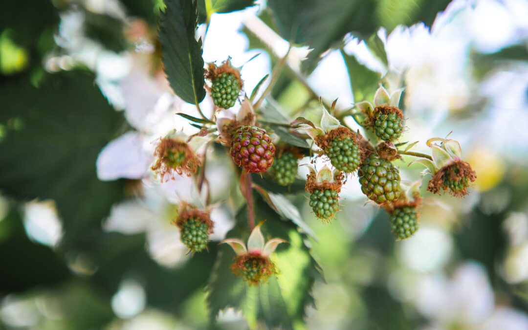 Berry Bliss