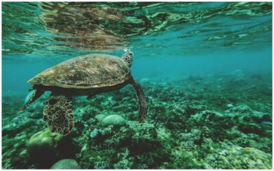A Cancún Adventure