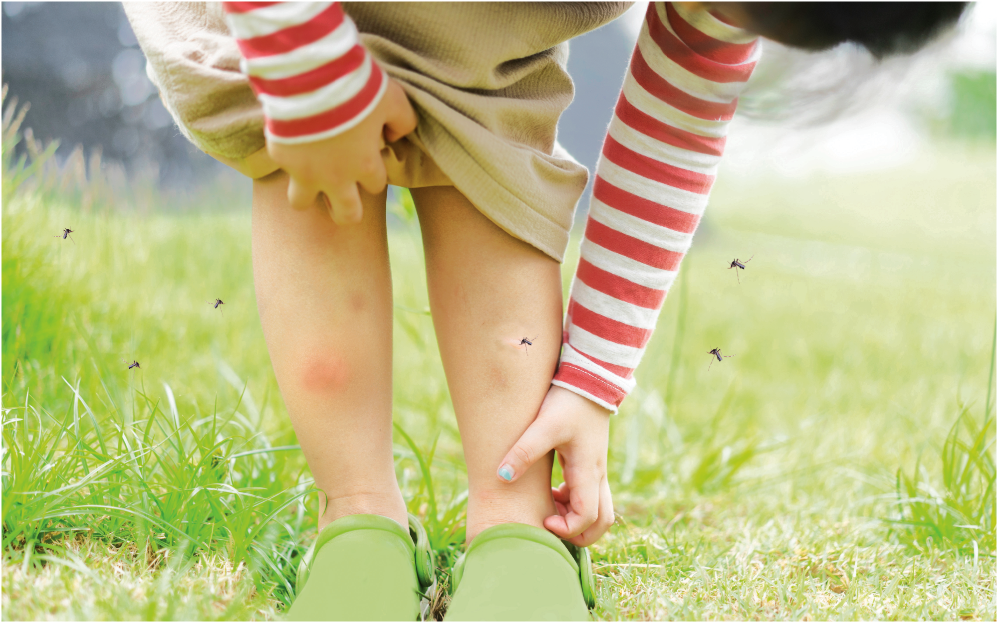 Health – Mosquitos Health - Mosquitos